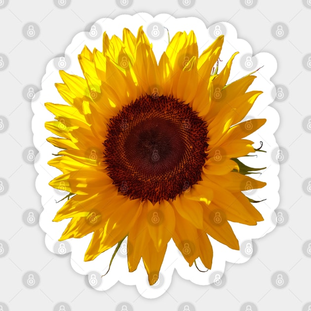 Sunflower Photo Sticker by ellenhenryart